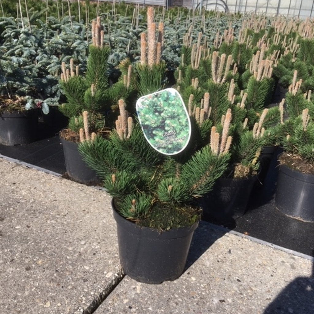 Svarttall – Pinus nigra 'Oregon Green' - C7.5 40-50 CM